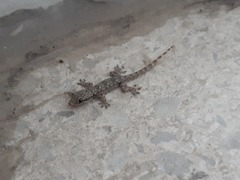 Hemidactylus platyurus