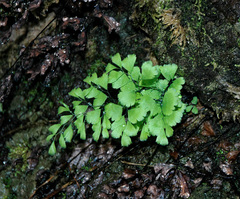 Adiantum capillus-veneris