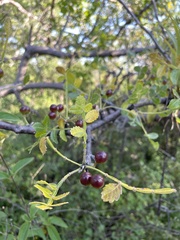 Bursera glabrifolia