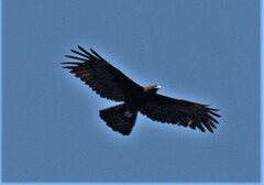 Ictinaetus malaiensis