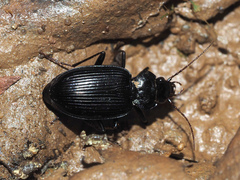 Nebria