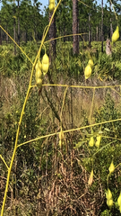 Sesbania vesicaria