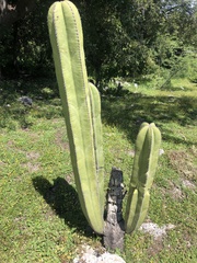 Lophocereus marginatus