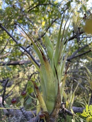 Tillandsia achyrostachys