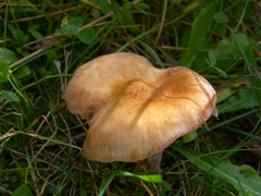 Armillaria sinapina