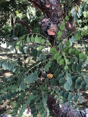 Pseudosmodingium perniciosum