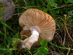 Armillaria sinapina
