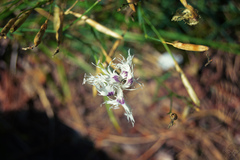 Dianthus arenarius