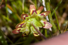 Blennosperma nanum