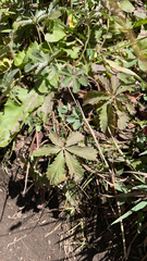 Potentilla reptans