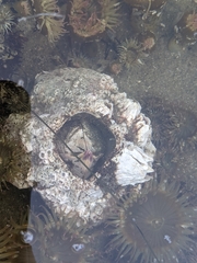 Hexanauplia