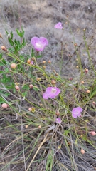 Agalinis edwardsiana