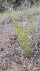 Agalinis edwardsiana