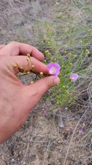 Agalinis edwardsiana