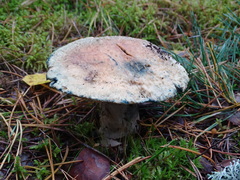 Gyroporus cyanescens