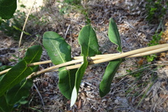 Lonicera implexa