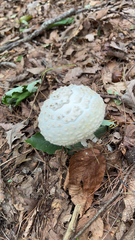 Amanita magniverrucata