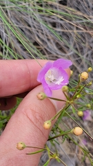 Agalinis edwardsiana