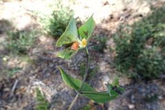 Lonicera implexa