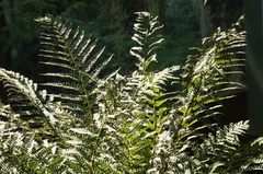Polystichum setiferum