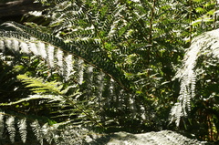 Polystichum setiferum