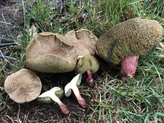 Xerocomellus salicicola