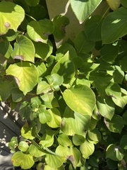 Hydrangea