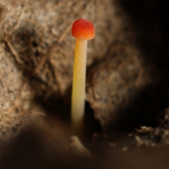 Mycena acicula