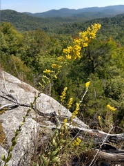 Solidago drummondii