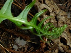 Polypodium californicum