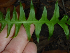 Polypodium californicum