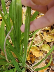 Ophiomyia kwansonis