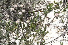 Agathosma gonaquensis