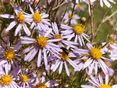 Felicia filifolia