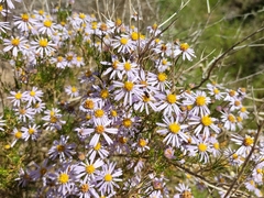 Felicia filifolia