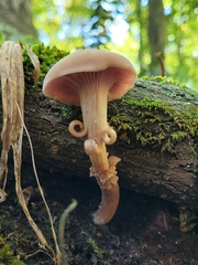 Laccaria bicolor