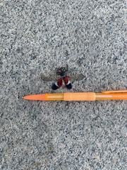 Lycorma delicatula