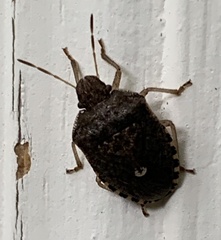 Holcostethus limbolarius