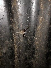 Dolomedes vittatus