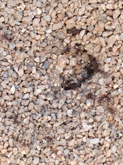 Acromyrmex versicolor