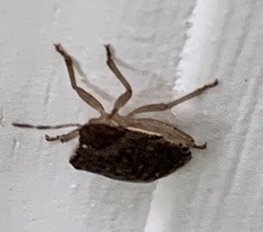 Holcostethus limbolarius