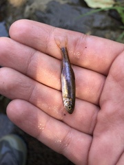 Clinostomus funduloides