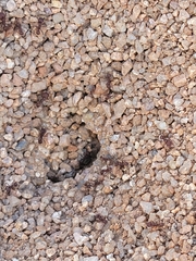 Acromyrmex versicolor