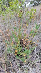 Galphimia angustifolia