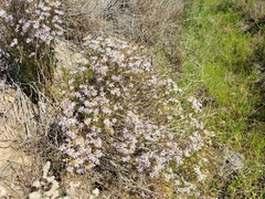 Felicia filifolia