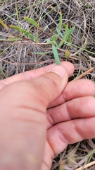 Galphimia angustifolia