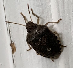 Holcostethus limbolarius