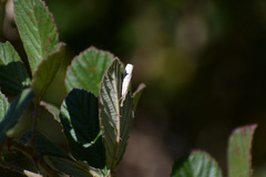Agriphila vulgivagellus