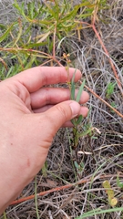 Galphimia angustifolia