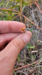 Galphimia angustifolia